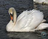 Mute Swan 9P52D-015